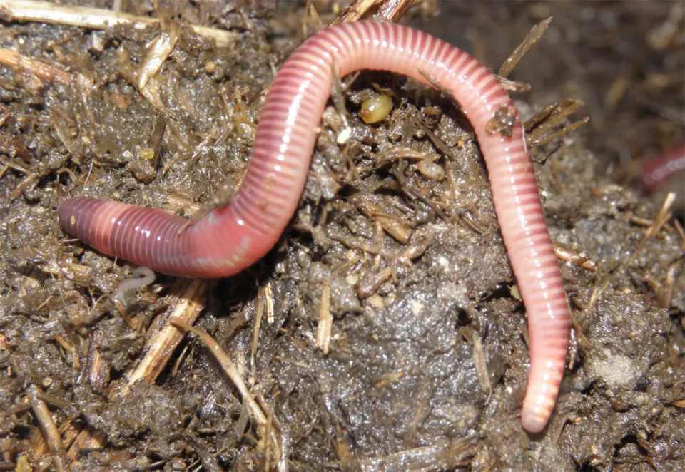 Are Earthworms Suitable Feeders