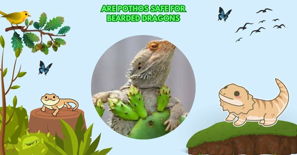 Are Pothos Safe For Bearded Dragons