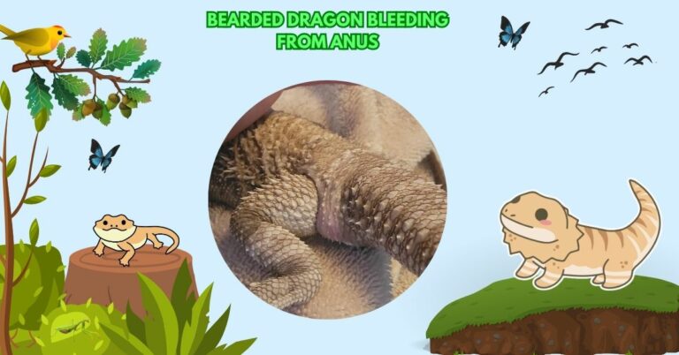 Bearded Dragon Bleeding From Anus