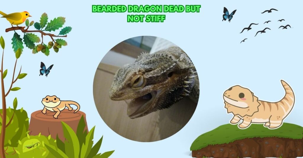 Bearded Dragon Dead But Not Stiff