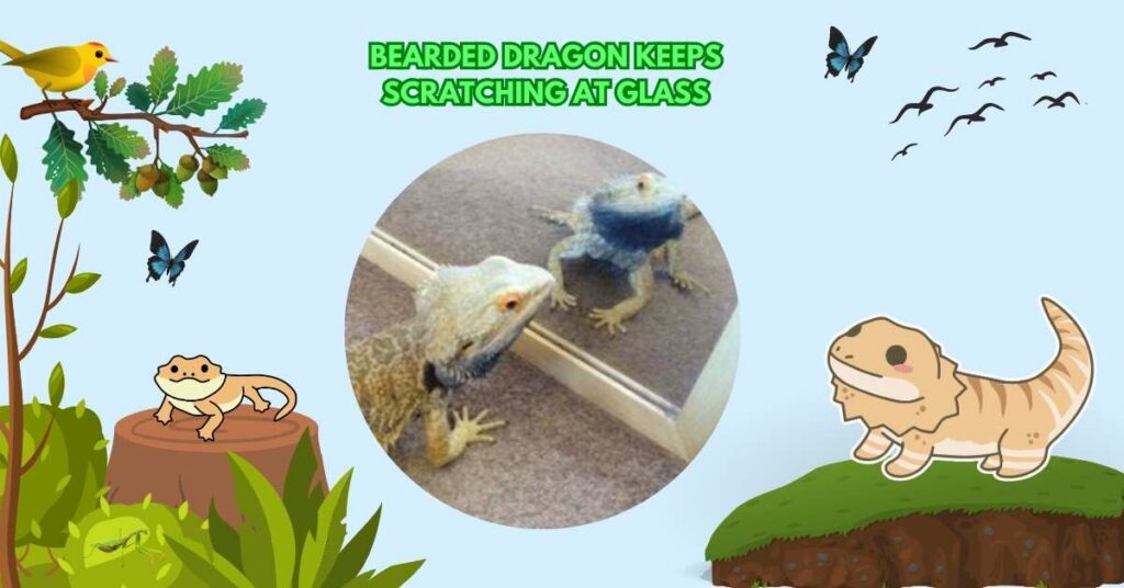 Bearded Dragon Keeps Scratching At Glass