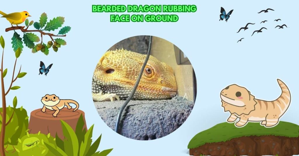 Bearded Dragon Rubbing Face On Ground