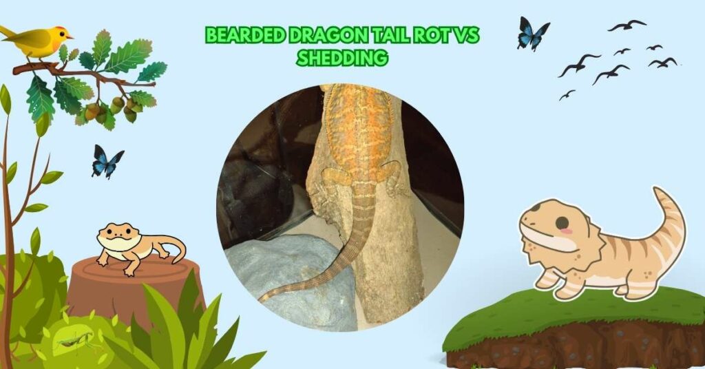 Bearded Dragon Tail Rot Vs Shedding