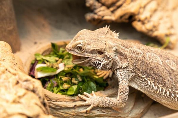 Bearded Dragons And Ladybugs