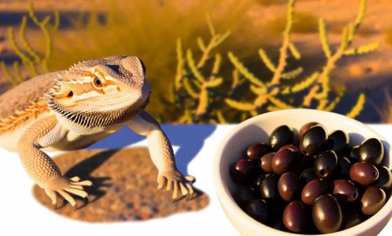 Benefits of Black Beans for Bearded Dragons