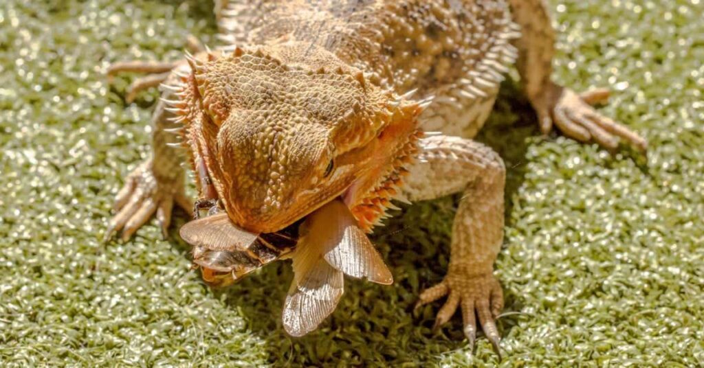 Can Bearded Dragons Eat Ants