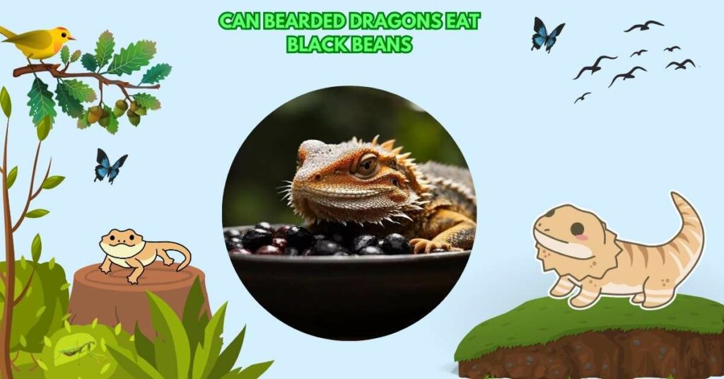 Can Bearded Dragons Eat Black Beans