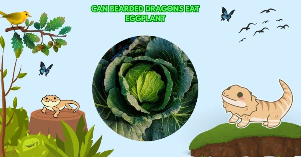 Can Bearded Dragons Eat Cabbage?