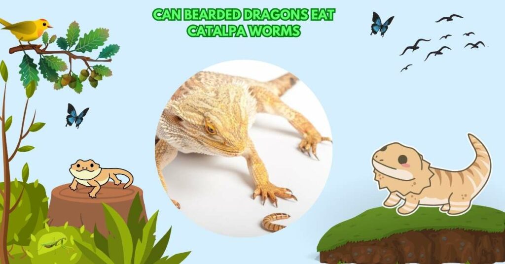 Can Bearded Dragons Eat Catalpa Worms