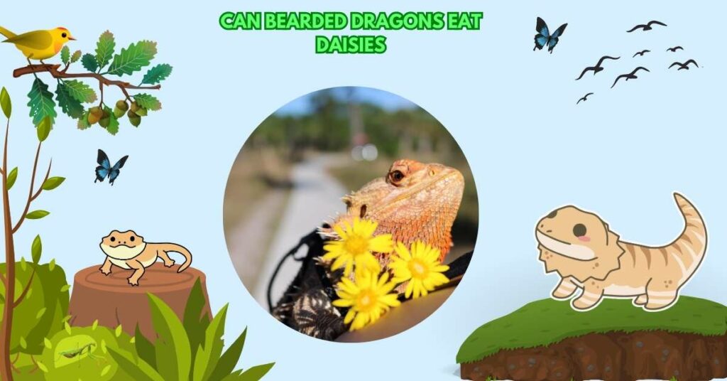 Can Bearded Dragons Eat Daisies