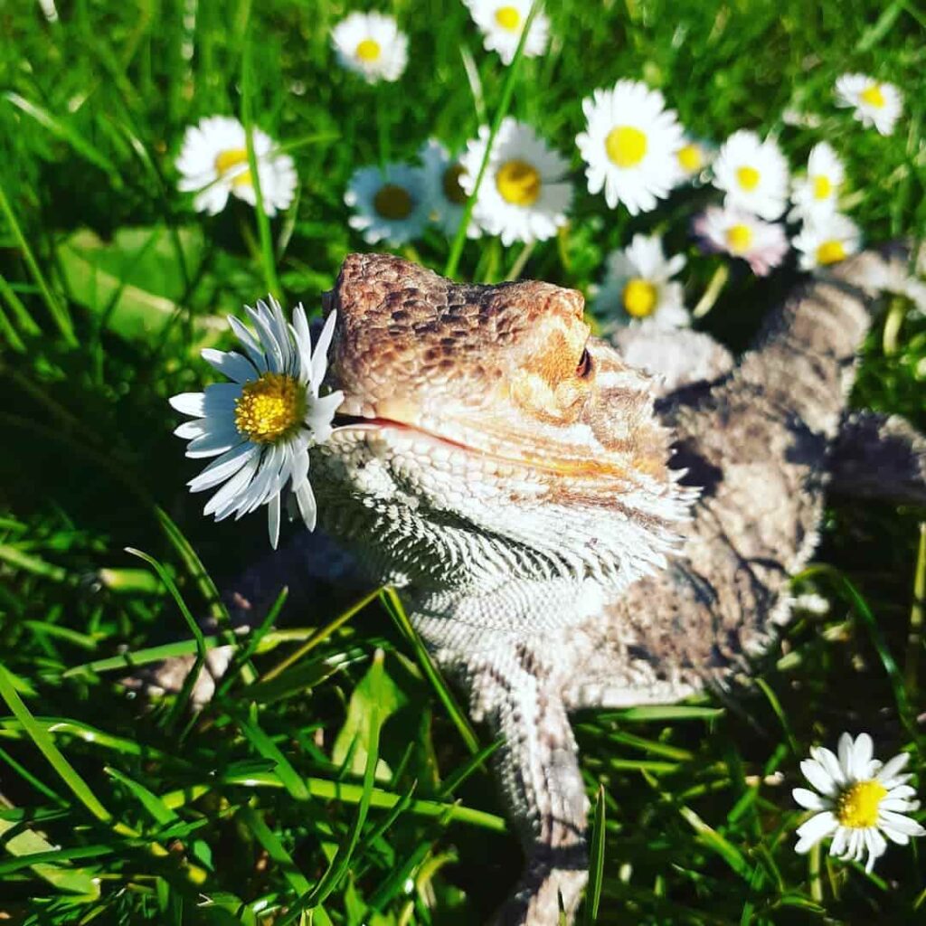 Can Bearded Dragons Eat Daisies