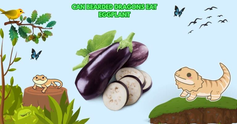 Can Bearded Dragons Eat Eggplant