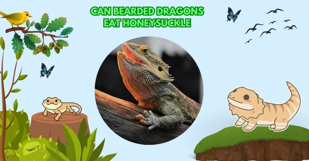 Can Bearded Dragons Eat Honeysuckle