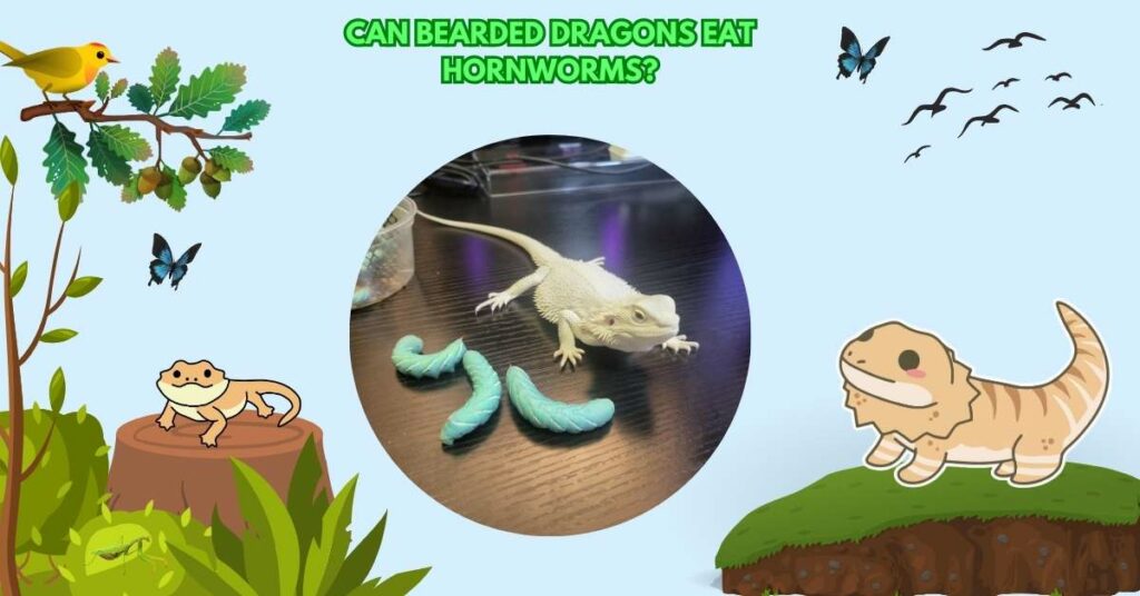 Can Bearded Dragons Eat Hornworms?