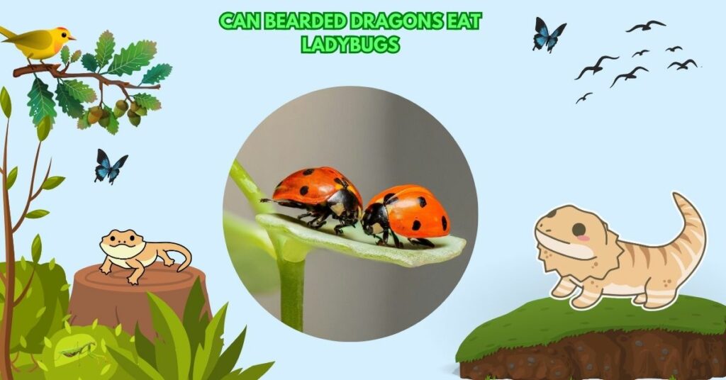 Can Bearded Dragons Eat Ladybugs