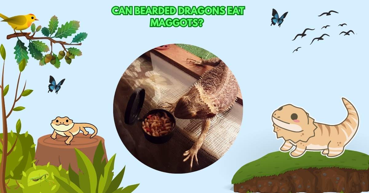 Can Bearded Dragons Eat Maggots?