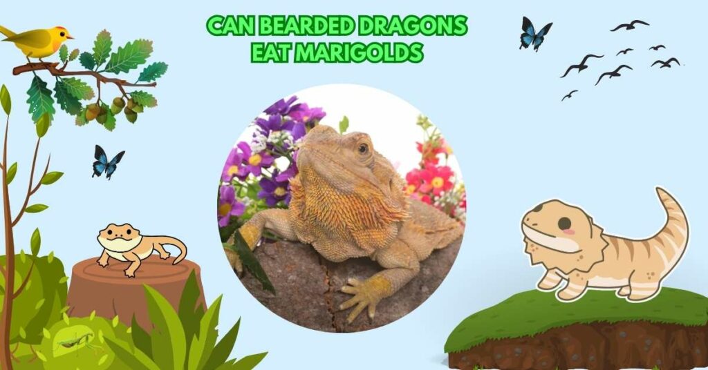 Can Bearded Dragons Eat Marigolds