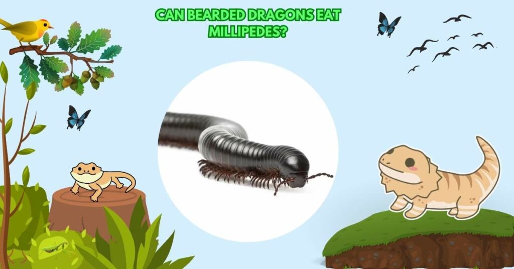 Can Bearded Dragons Eat Millipedes