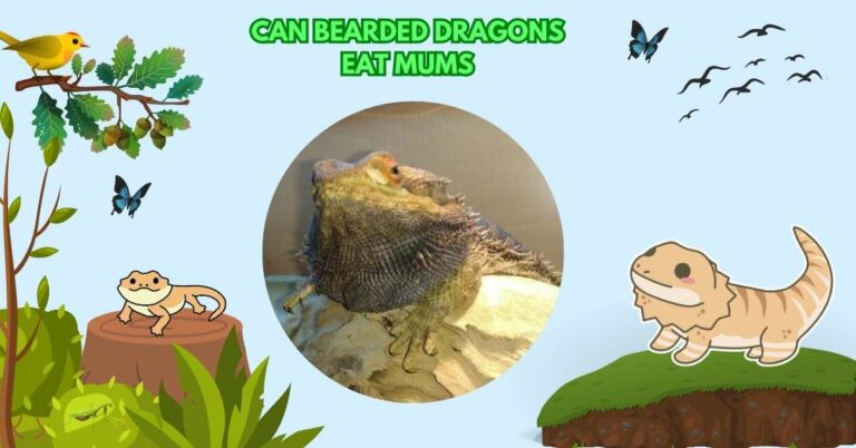 Can Bearded Dragons Eat Mums