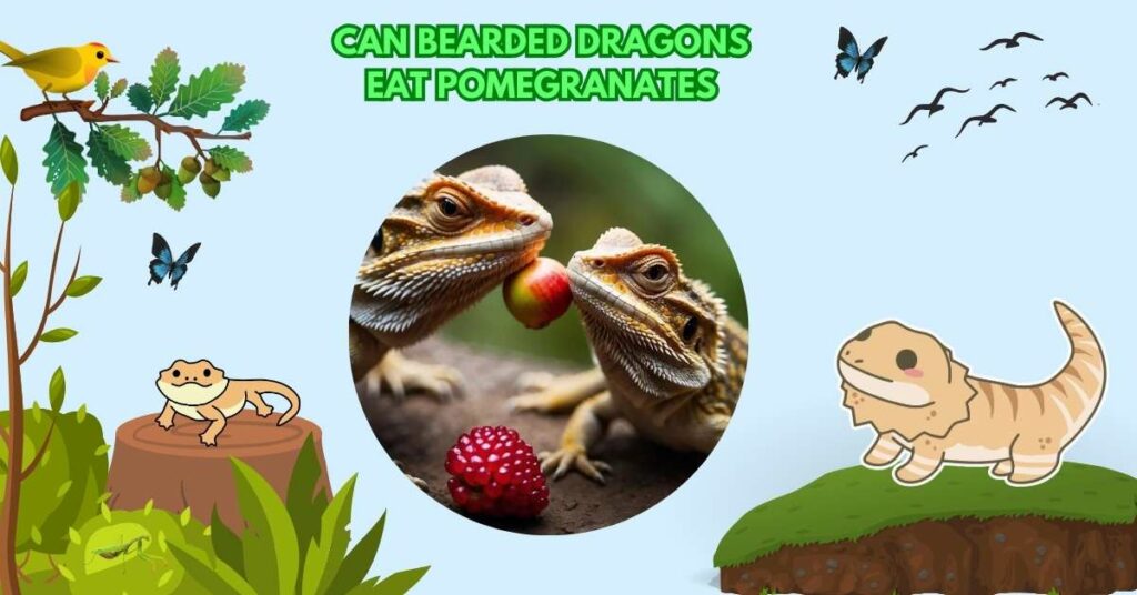 Can Bearded Dragons Eat Pomegranates