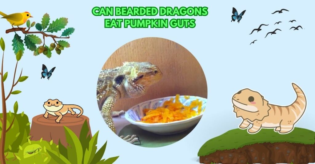 Can Bearded Dragons Eat Pumpkin Guts