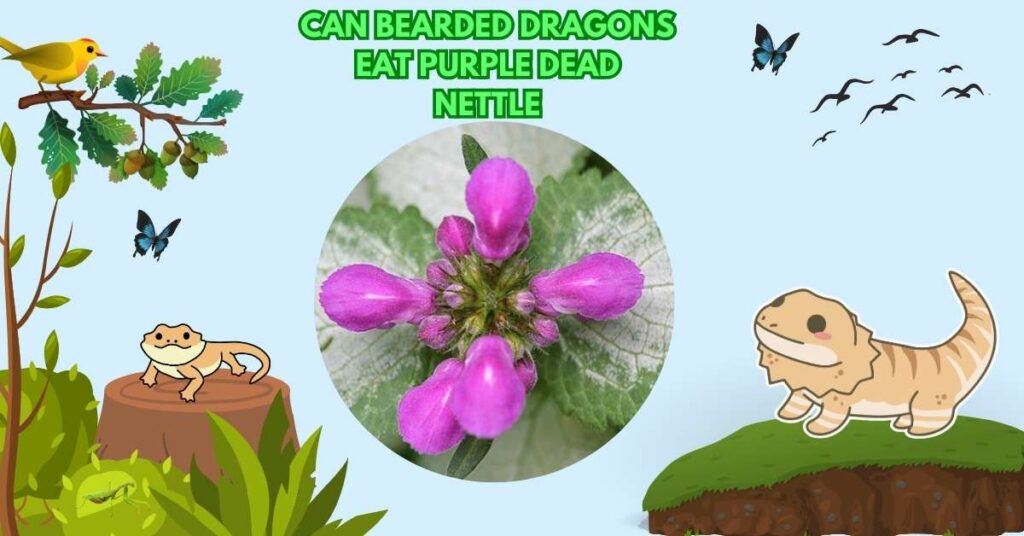 Can Bearded Dragons Eat Purple Dead Nettle