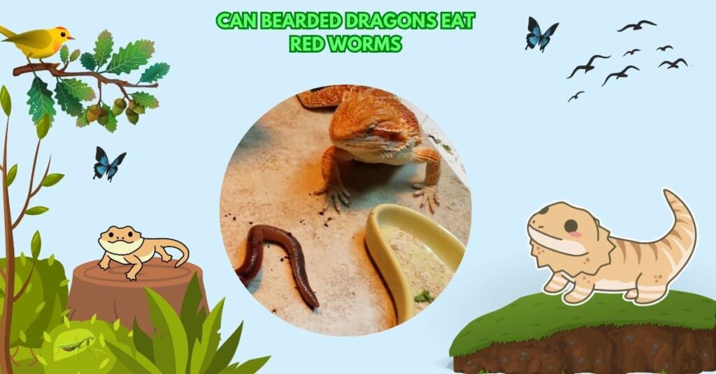 Can Bearded Dragons Eat Red Worms