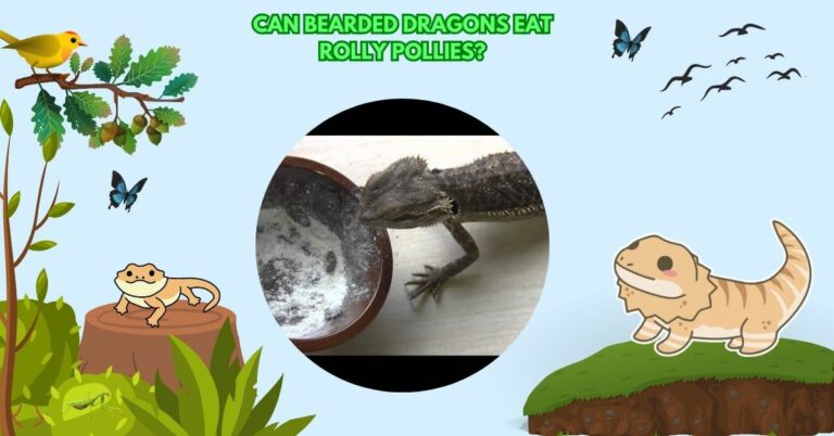 Can Bearded Dragons Eat Rolly Pollies?