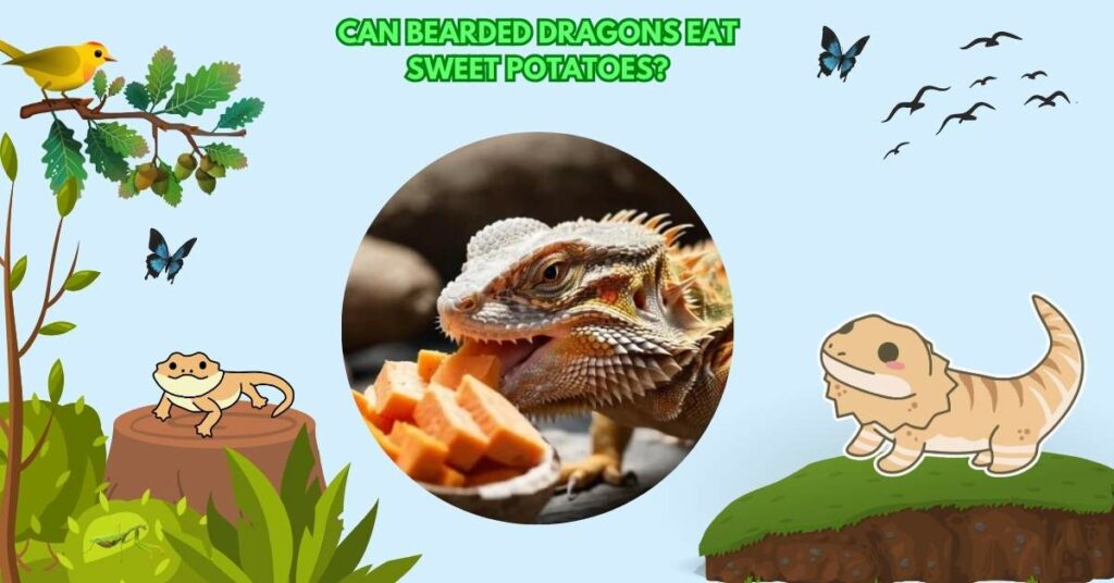 Can Bearded Dragons Eat Sweet Potatoes?