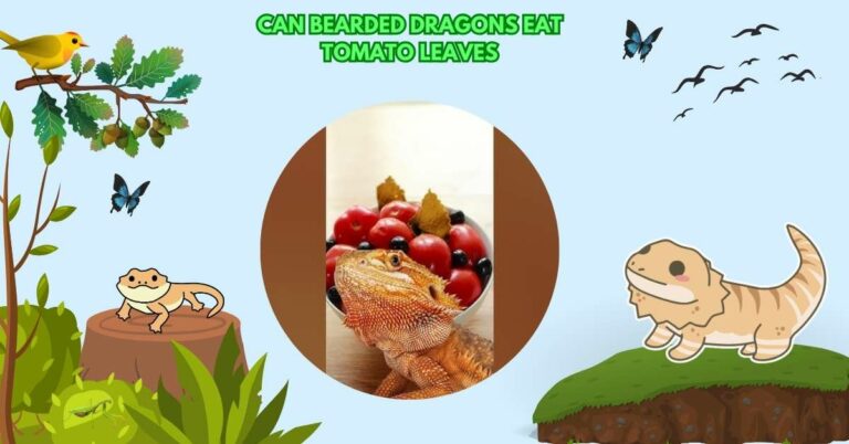 Can Bearded Dragons Eat Tomato Leaves