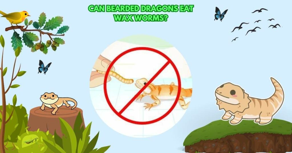 Can Bearded Dragons Eat Wax Worms?