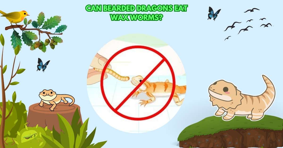 Can Bearded Dragons Eat Wax Worms?