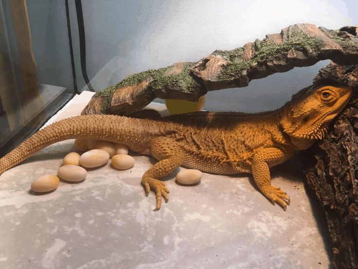 Can Bearded Dragons Get Pregnant Without Male