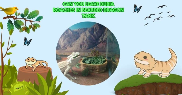 Can You Leave Dubia Roaches In Bearded Dragon Tank Guide
