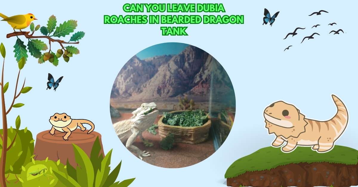 Can You Leave Dubia Roaches In Bearded Dragon Tank