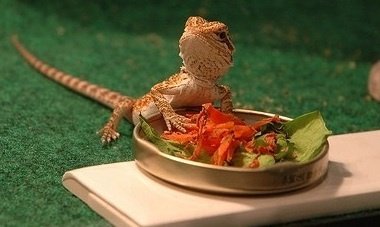 Common Mistakes in Bearded Dragon Diet