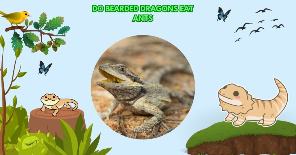 Do Bearded Dragons Eat Ants