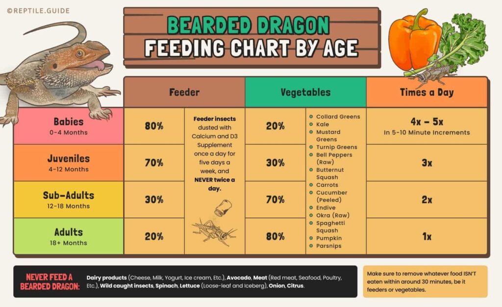 Feeding Tips for Bearded Dragons