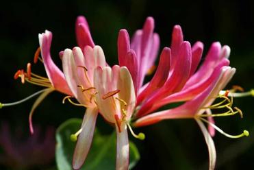 Honeysuckle And Bearded Dragons