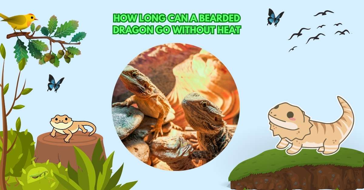 How Long Can A Bearded Dragon Go Without Heat