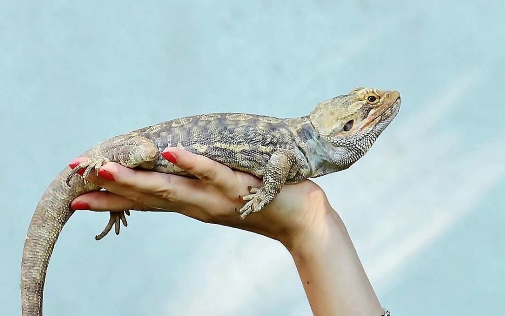 How Long Can A Bearded Dragon Live