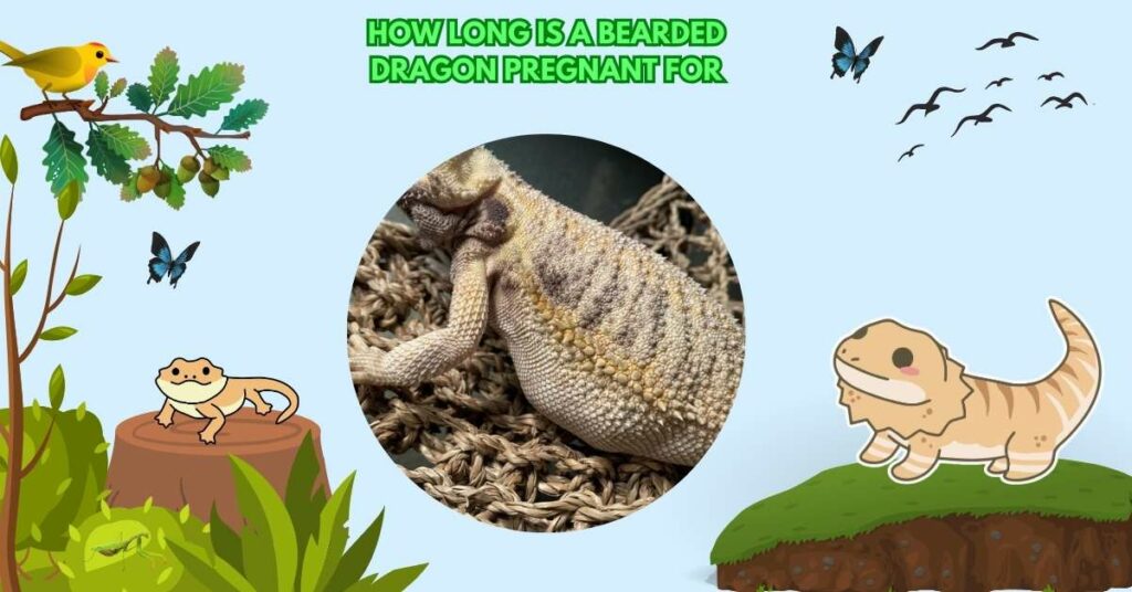 How Long Is A Bearded Dragon Pregnant For