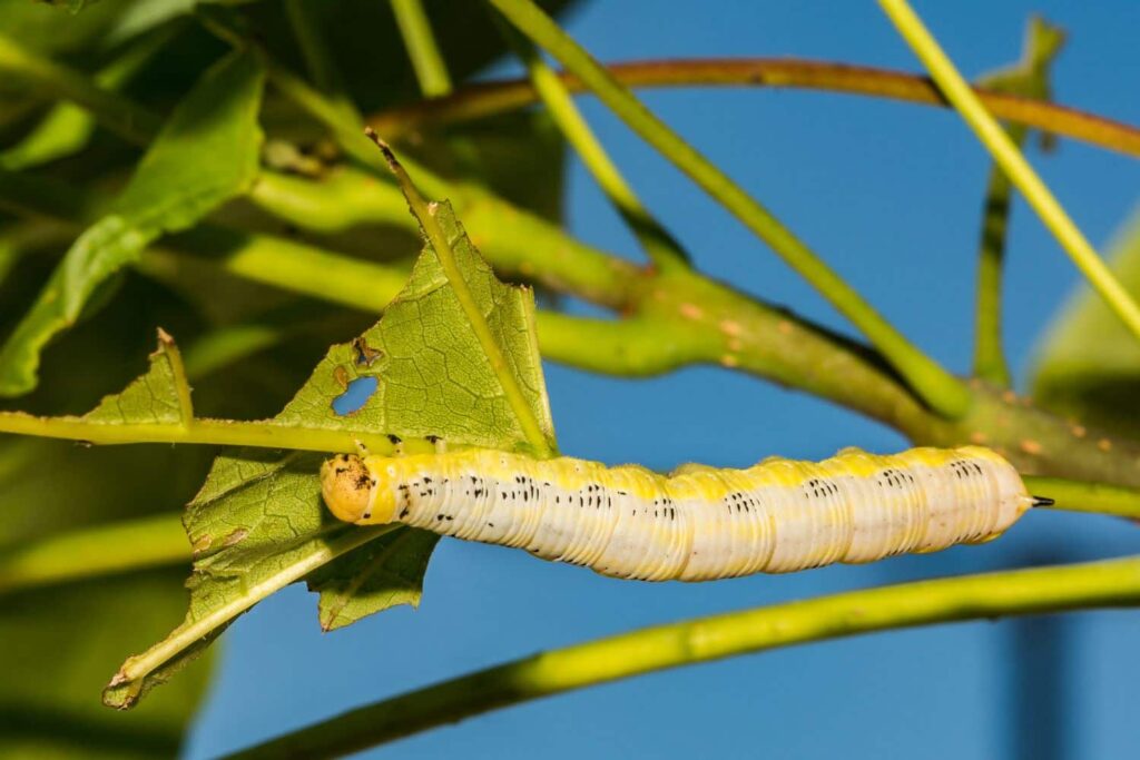 How To Get Catalpa Worms On Trees