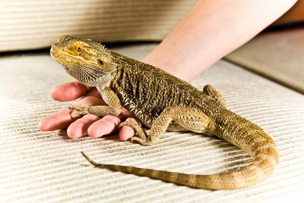 How to Prevent Bearded Dragon Tail Rot