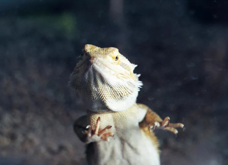 How to Stop Your Bearded Dragon from Scratching the Glass