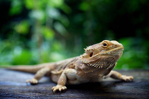 Is Coconut Fibre Good Enough For Beardies?