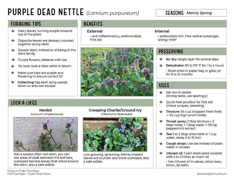 Medicinal Uses Of Purple Dead Nettle