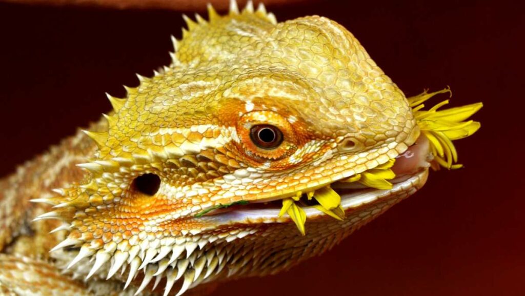 Risks And Considerations Of Feeding Marigolds To Bearded Dragons