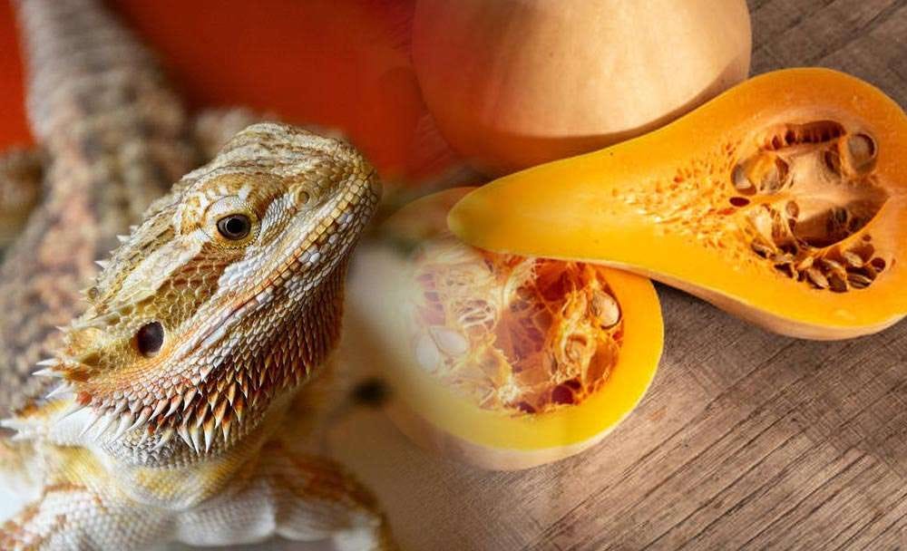 Risks of Feeding Pumpkin to Your Bearded Dragon