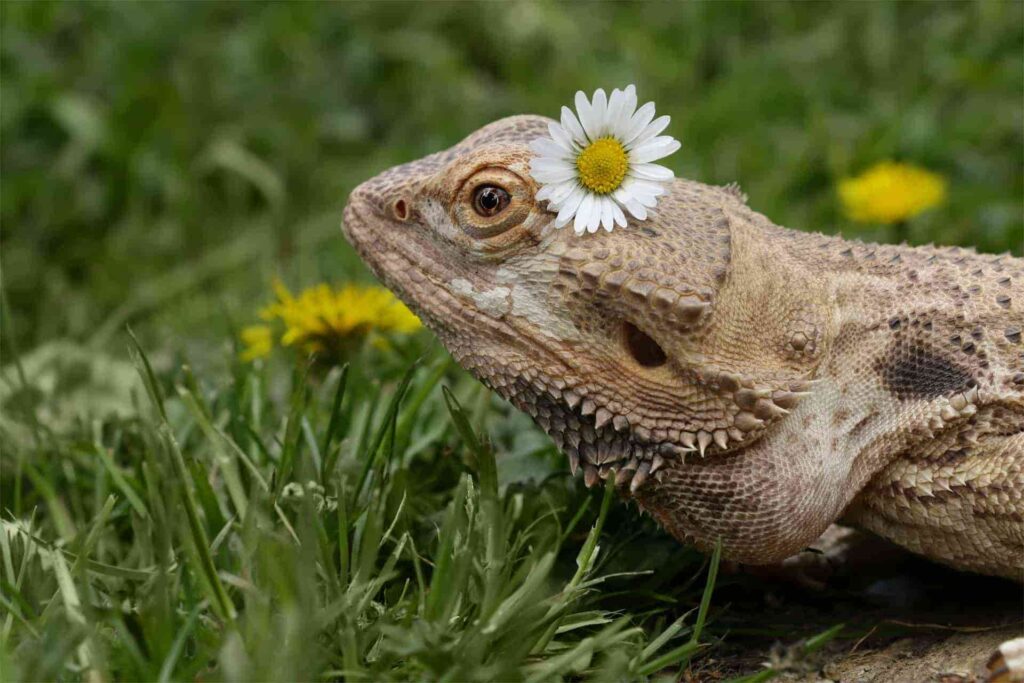 Safe Plants for Bearded Dragons